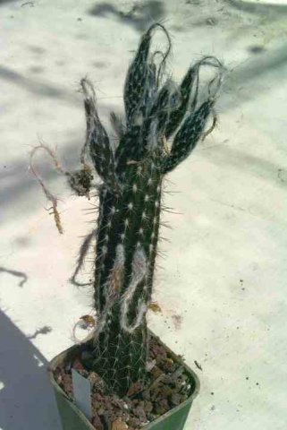 Setiechinopsis_mirabilis